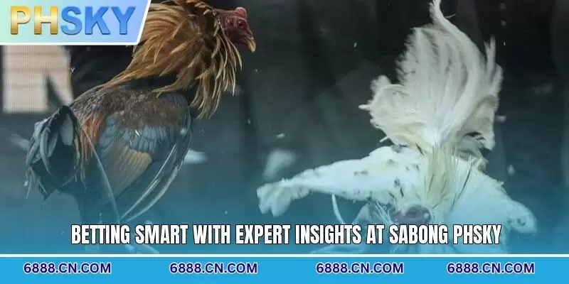 Betting smart with expert insights at Sabong PHSKY
