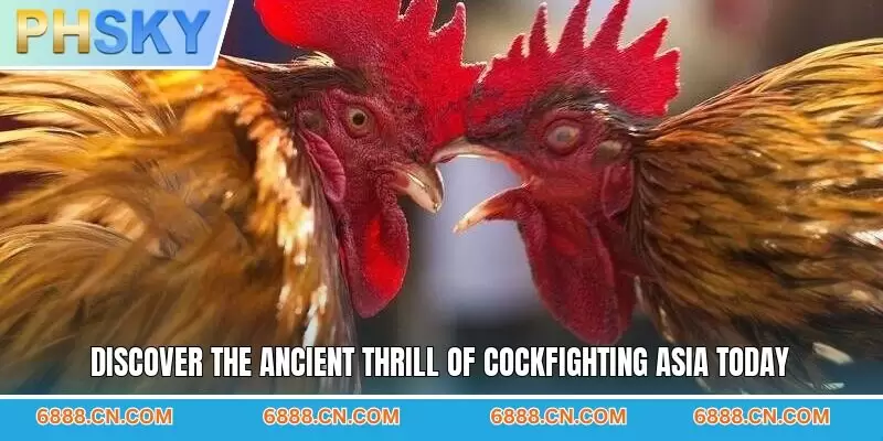 Discover the ancient thrill of cockfighting Asia today