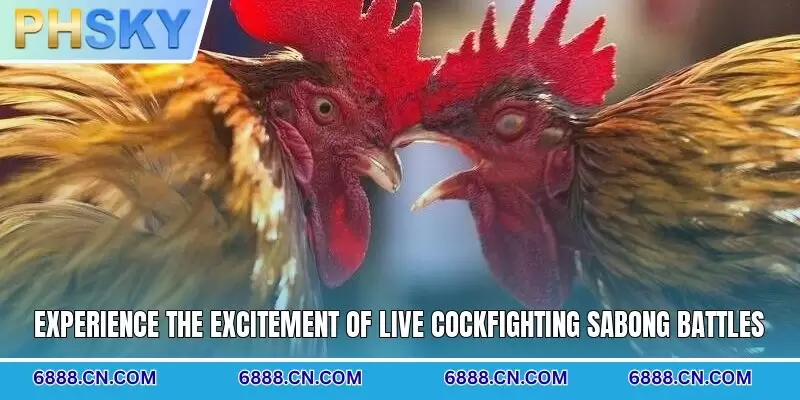 Experience the excitement of live cockfighting Sabong battles