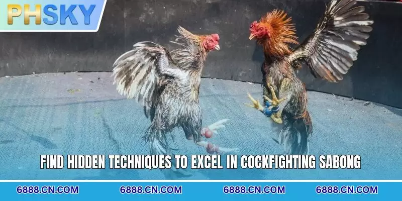 Find hidden techniques to excel in cockfighting Sabong