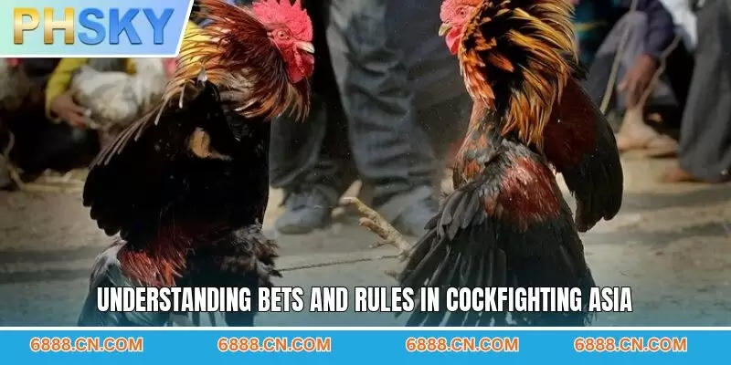 Understanding bets and rules in cockfighting Asia
